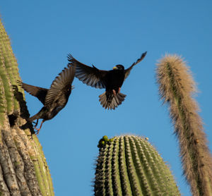 Low angle view of birds flying against clear sky