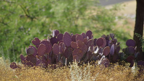 Close-up of plants growing on field