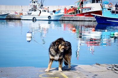Dog standing on pier at harbor