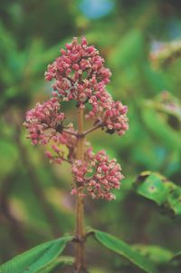 Close-up of pink flowers blooming outdoors