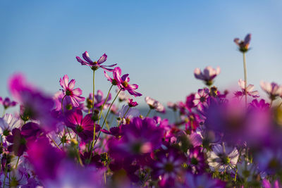 Kashihara city, nara prefecture cosmos field of fujiwara palace