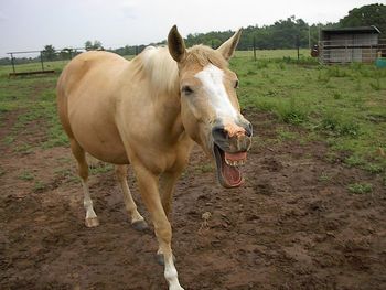 Horse in farm