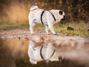 Side view of pug reflecting on puddle