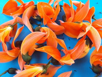 High angle view of orange flowering plants