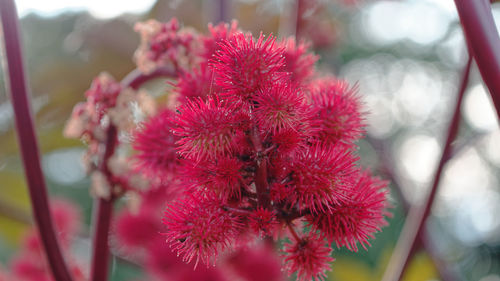 Close-up of red flowering plant