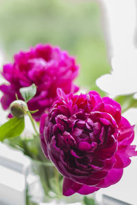 Close-up of flowers