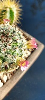 High angle view of cactus plant on table