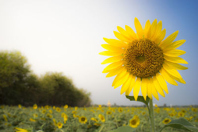 Close-up of yellow sunflower on field