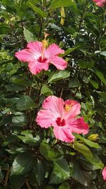 Close-up of pink flower growing on plant