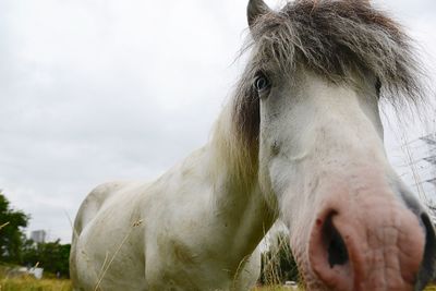 Close-up of horse in ranch