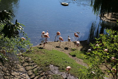 High angle view of flamingos on lake