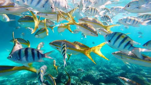Bahamas fish