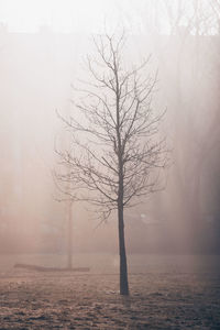 Bare tree by sea against sky