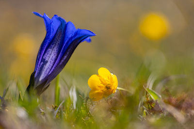 Close-up of purple crocus flowers on field