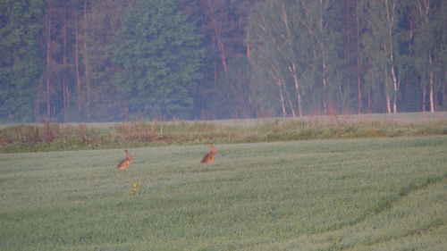 Birds on field in forest