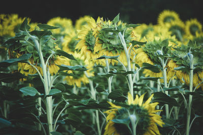 Close-up of yellow flowering plants on field