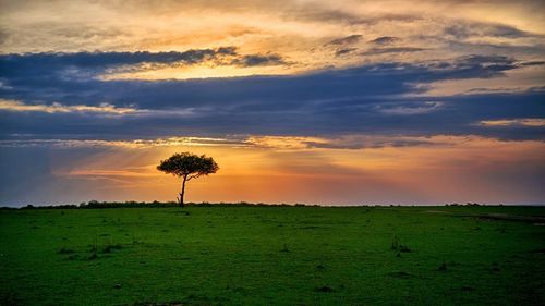 Lone tree on countryside landscape