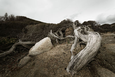 Dead tree on field against sky