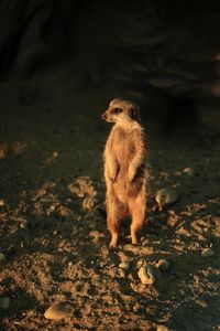 Close-up of meerkat rearing up on field