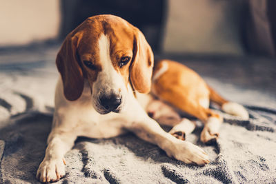 Close-up portrait of dog resting