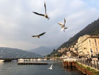 Seagulls flying over sea against sky