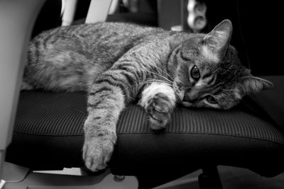 Close-up of cat sitting on floor