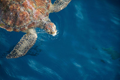 High angle view of turtle swimming in sea