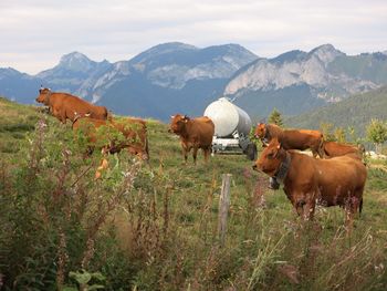 Cows grazing on grassy field