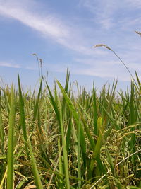 Close-up of crops growing on field against sky