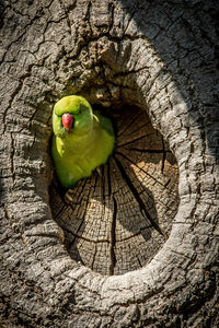 Close-up of parrot on tree trunk