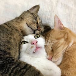 High angle view of cats relaxing