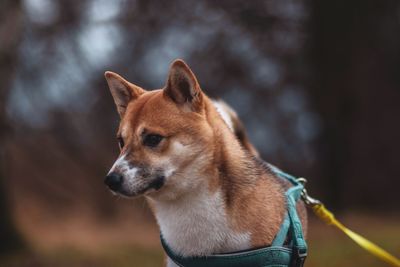 Close-up of dog looking away