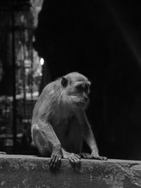 Monkey on wall at night