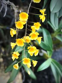 Close-up of yellow flowers