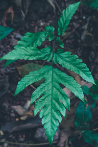 High angle view of plant growing on field