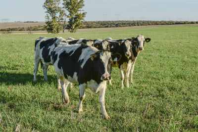 Cow grazing on field