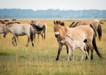 Horses on field against clear sky