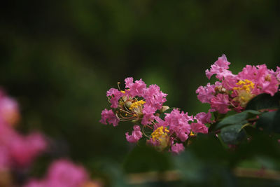 Close-up of pink flowering plant