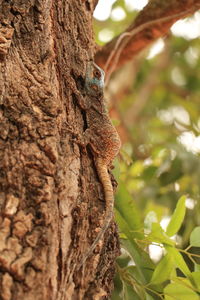 Close-up of lizard on tree trunk