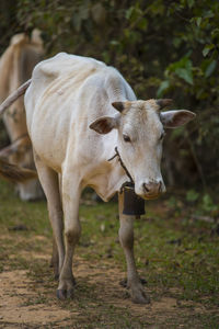 Portrait of cow standing on field