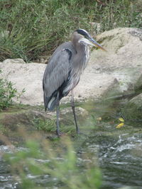 High angle view of gray heron