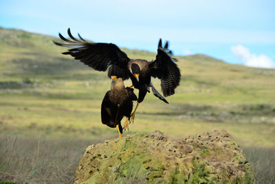 Bird flying over a land