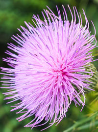 Close-up of flower