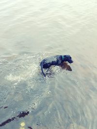 High angle view of dog swimming in sea