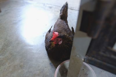 High angle view of rooster