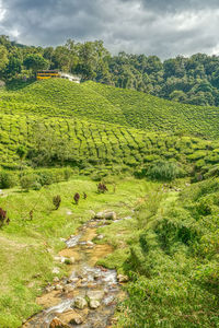 Scenic view of agricultural field against sky