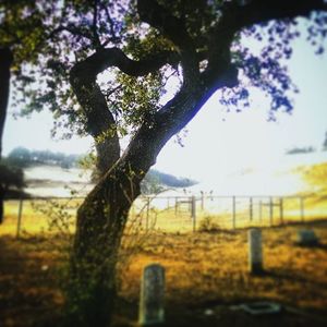 Trees growing in park