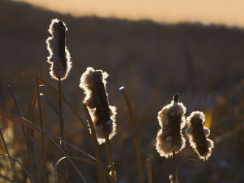 Close-up of plants growing on field against sky
