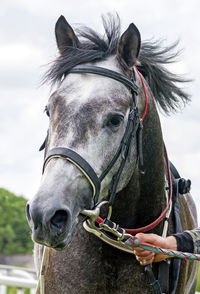 Beautiful portrait of grey arabian horse.