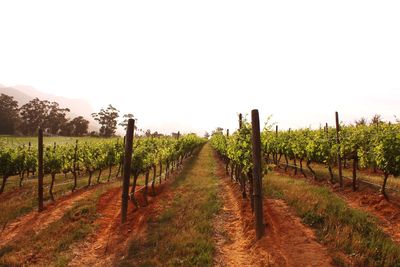 Scenic view of vineyard against sky